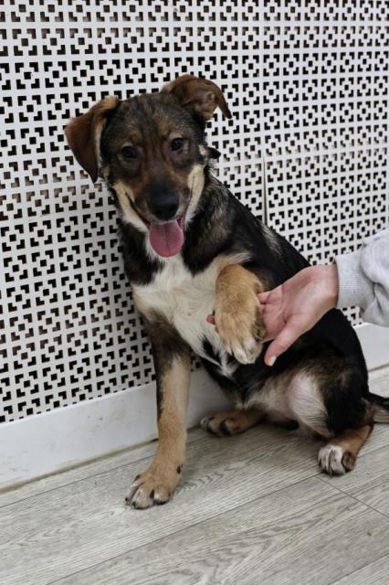 Калинка Щенятник